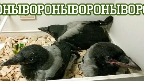 Вороны свили гнездо напротив окна
