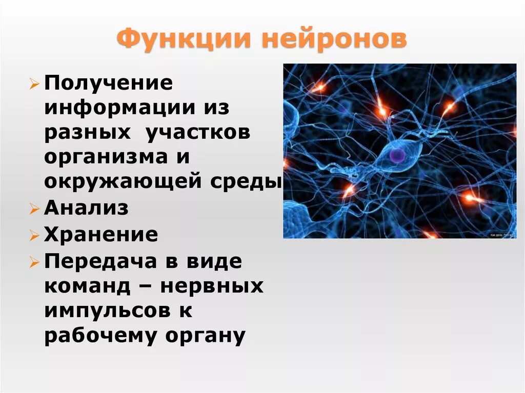 Функции рабочего нейрона. Специфические функции нейрона. функции нервной клетки. функции нервной клетки человека. основные функции нервной клетки.