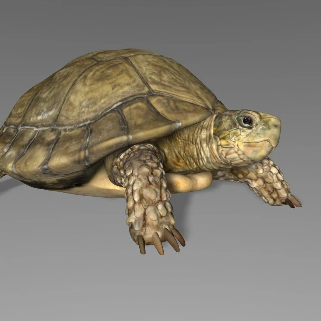 Мод черепаха. Черепаха 3d. Черепаха модель. Черепаха 3д модель. Черепашки 3д.