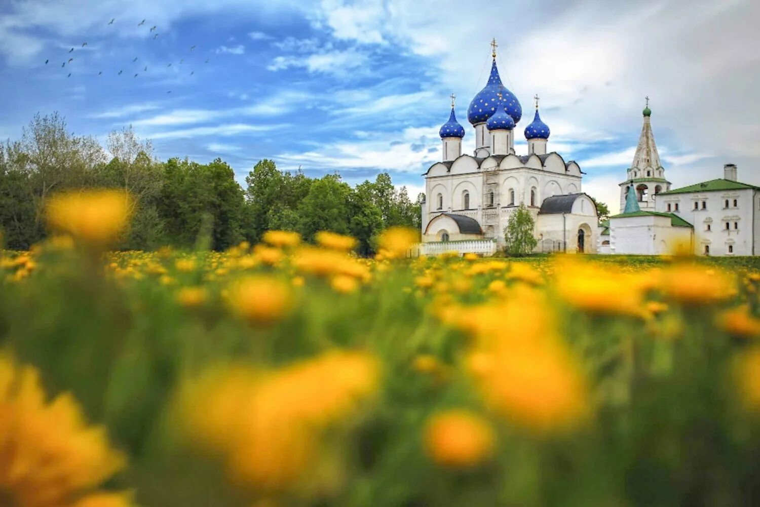 Золотое кольцо России Суздаль Церковь. Храмы Суздаля летом. Город душа россии