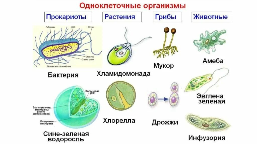 Назовите уровни организации многоклеточного организма. Одноклеточные эукариоты примеры. Одноклеточные бактерии простейшие названия. Представители простейших одноклеточных бактерий. Стрептококк одноклеточный или многоклеточный.