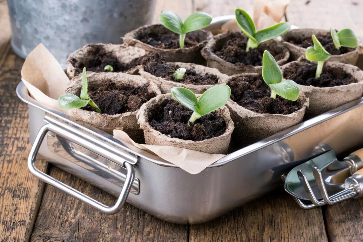 Можно сажать рассаду в торф. Seedling «рассада». всходы рассады тыквы. торфяные горшочки для рассады. огородные цветы.