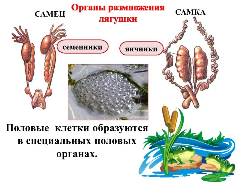 Половое размножение животных. Органы размножения лягушки. Полового размножения у животных. Размножение животных 6 класс.