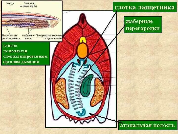 Строение ланцетника на поперечном срезе. Поперечный срез тела ланцетника. Схема строения ланцетника поперечные срезы. Ланцетник поперечный срез в области кишки. Ланцетник глотка