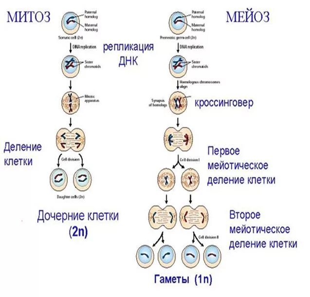 Митотическое деление клеток таблица. Схема митоза и мейоза. Деление клетки мейоз схема. Деление клетки митоз и мейоз. Деление клетки митоз схема.