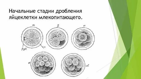 Яйцеклетка рыб