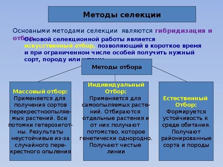 Чем селекция растений отличается от селекции животных. Методы селекции таблица по биологии 11 класс. Основные методы селекции: гибридизация, искусственный. Основные методы селекции отбор. Основные методы селекции гибридизация и искусственный отбор.