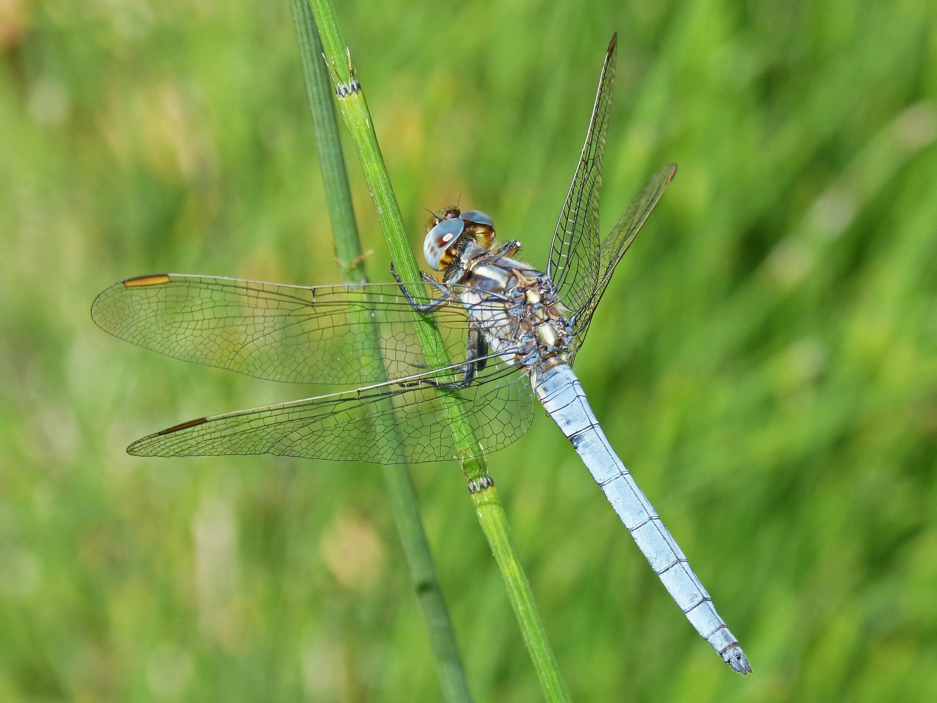 Раненая стрекоза. Стрекоза голубая (Orthetrum cancellatum. Стрекоза Ортетрум златоглазый. Стрекоза Дозорщик Император. Стрекоза Ортетрум Белохвостый.