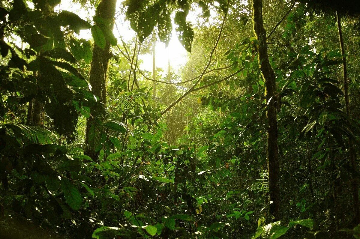 Джунгли тропический лес. Тропические леса Борнео. Влажные тропические леса Борнео. Экваториальный лес Калимантан. Дождевой лес Калимантан.