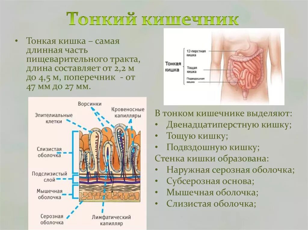 Ткани тонкой кишки. Тонкий кишечник анатомия функции. Тонкая кишка отделы строение. Тонкий отдел кишечника функции. Тонкий кишечник строение и функции.