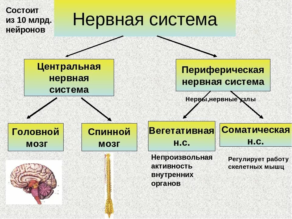 Нервная система по другому