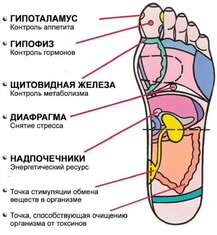 Активные точки на подошве стопы. Биологически активные точки на стопе. Рефлексотерапия стопы точки. Активные точки на пальцах ног. Значение правой ноги