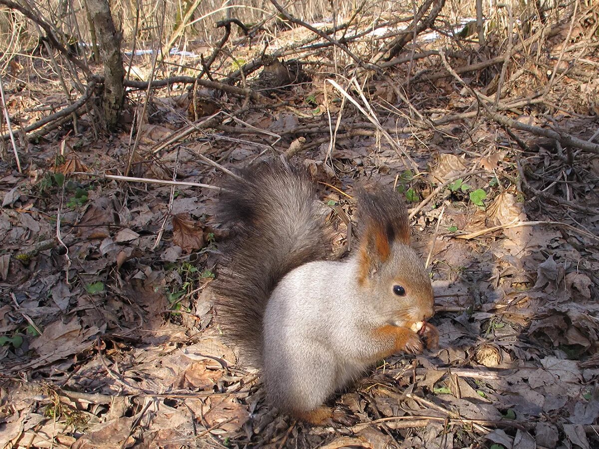 Животный мир ставропольского края. Обыкновенный слепыш ставропольского края. Обитающие в ставропольском крае. Обитающие в ставропольском крае. Европейский суслик (spermophilus citellus).