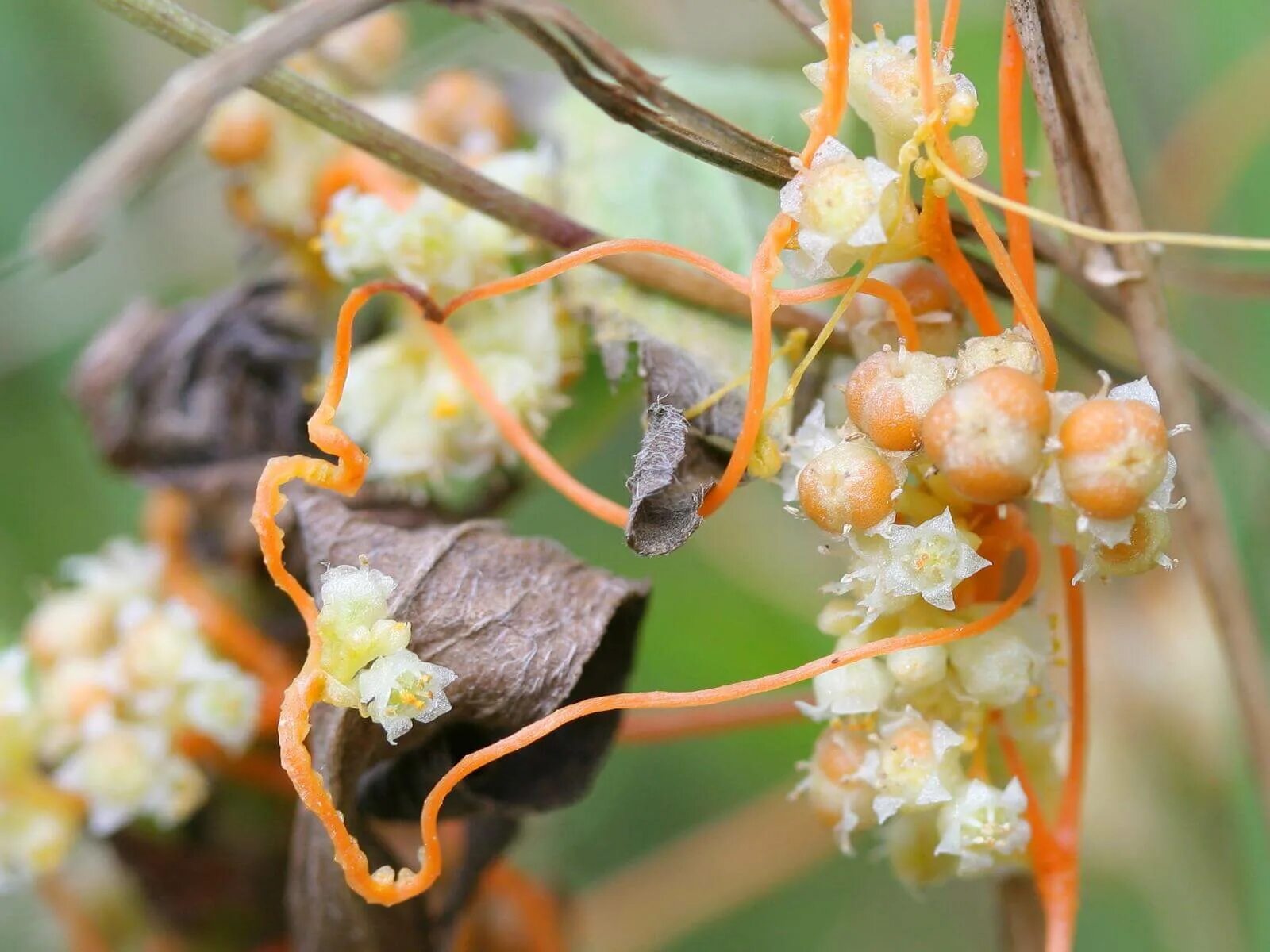 Повилика. Повилика Полевая (Cuscuta Campestris). Сорняк паразит повилика. Повилика растение паразит.