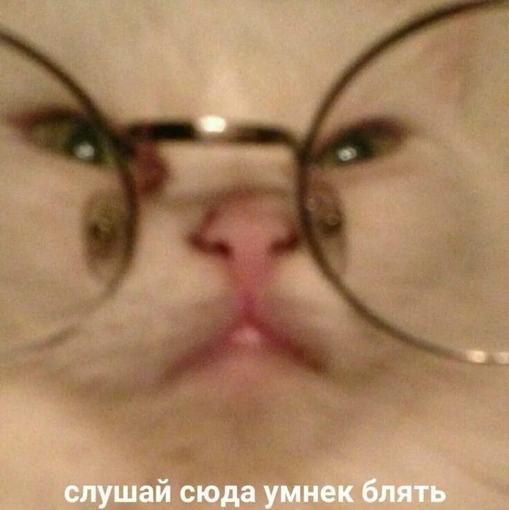 Мем с котом слушает Флекс кота в наушниках смотреть видео онлайн от "Цифровой Союз" в хорошем каче