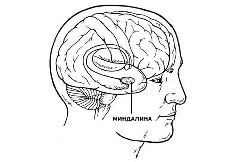 Миндалина мозга