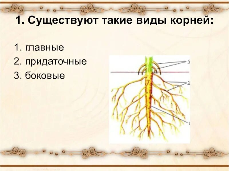 Какие корни у покрытосеменных растений