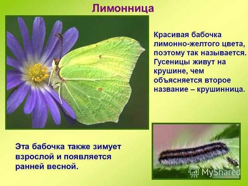 Желтая лимонница (65 фото) - красивые фото и картинки pofoto.club