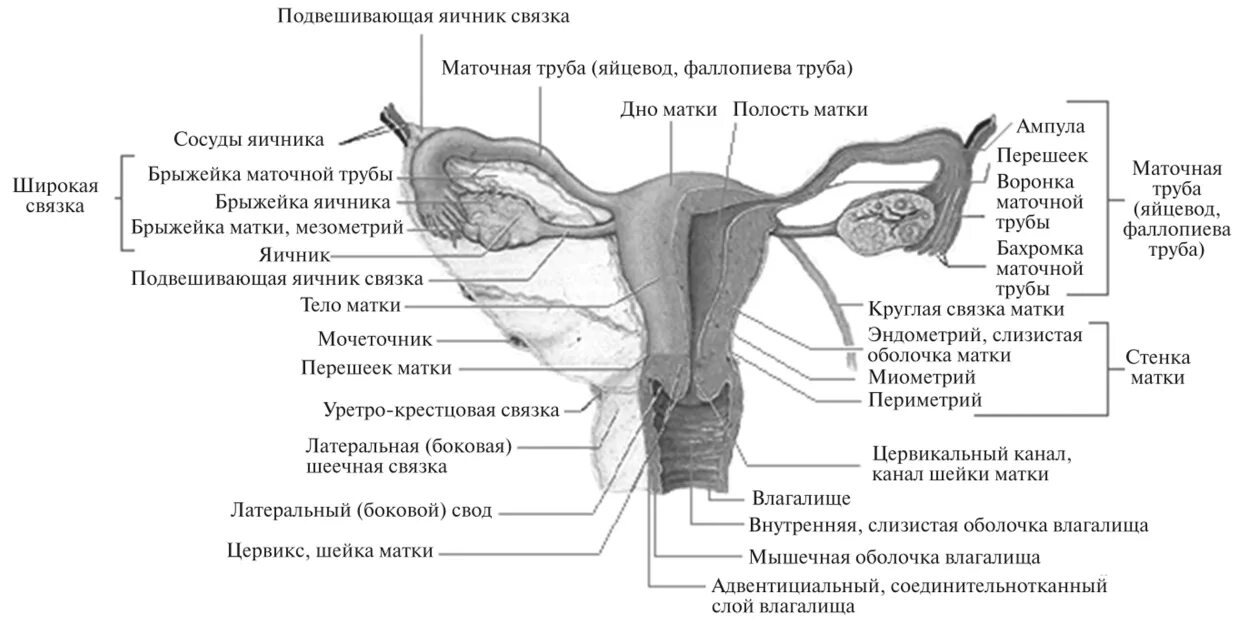 Особенности строения женских половых. Наружные и внутренние женские половые органы функции. Внутренние женские половые органы вид спереди. Схема строения женских внутренних половых органов. Наружные женские половые органы строение анатомия.