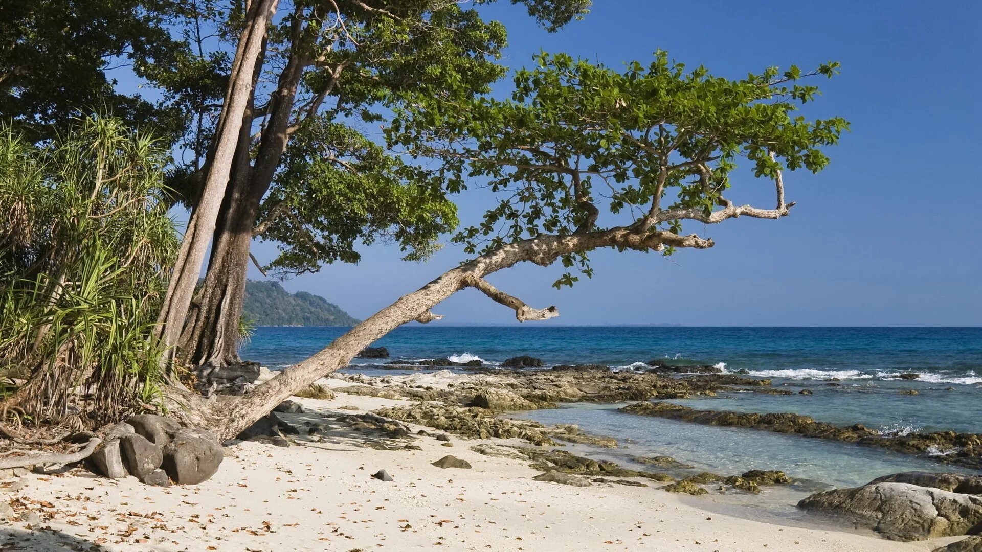Остров хвойный. Хэвлок остров. Дерево на острове. Деревья на пляже. Сосны на берегу моря.