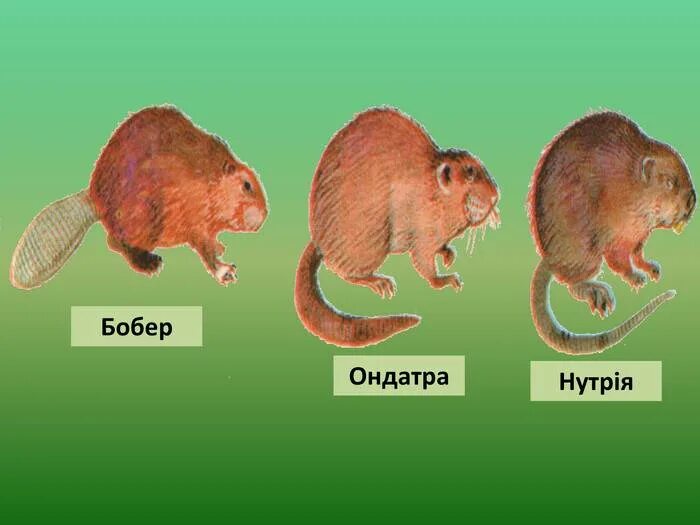 Чем отличается бобр от бобра. Нутрия ондатра Бобр. Выдра ондатра нутрия. Ондатра и нутрия разница. Ондатра и нутрия отличия.