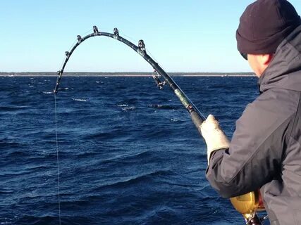 Fishing rods fisch