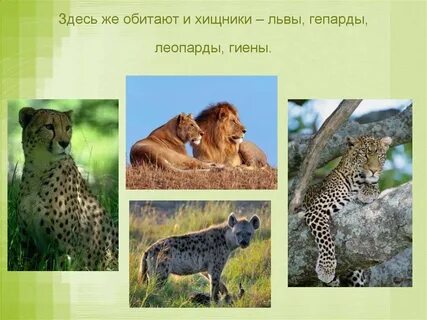 Здесь обитает