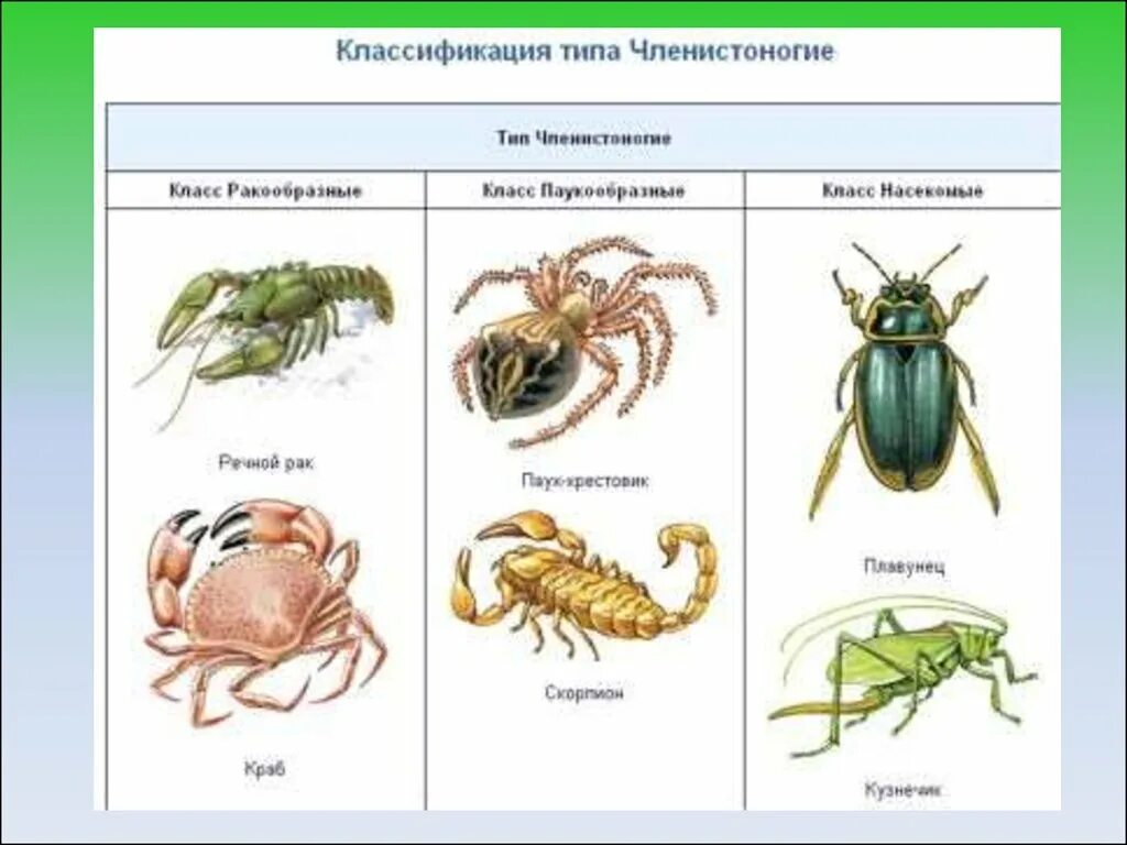 Членистоногие классы и примеры. Биология представители членистоногих. Представители классов типа Членистоногие. Членистоногие ракообразные паукообразные насекомые. Рак относится к классу