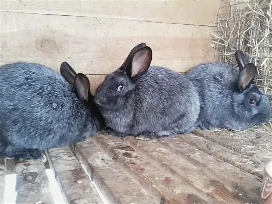 Купить кроликов в воронежской области. Тамбовский кролик. Кролик 3 кг. Полтавское серебро кролики купить. Кролики на авито в Рязанской области.