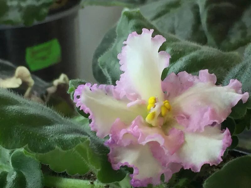 фиалка ле золотая роскошь. фиалка золотая. рс-золотая роскошь фиалка. фиалка мадам клико. рс-золотая роскошь фиалка.