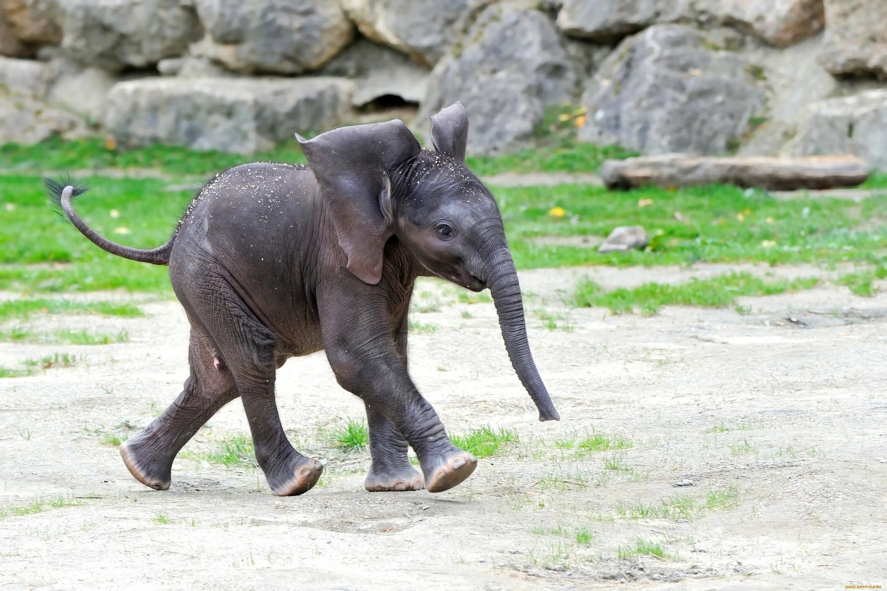 Слоненок. Маленький слон. Маленький Слоник. Самый маленький слон.