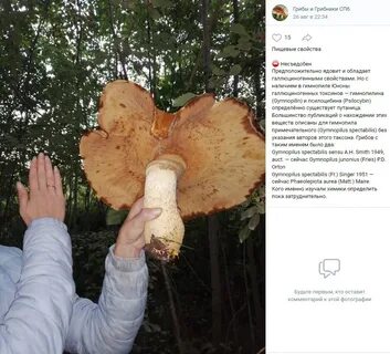 Есть грибы спб