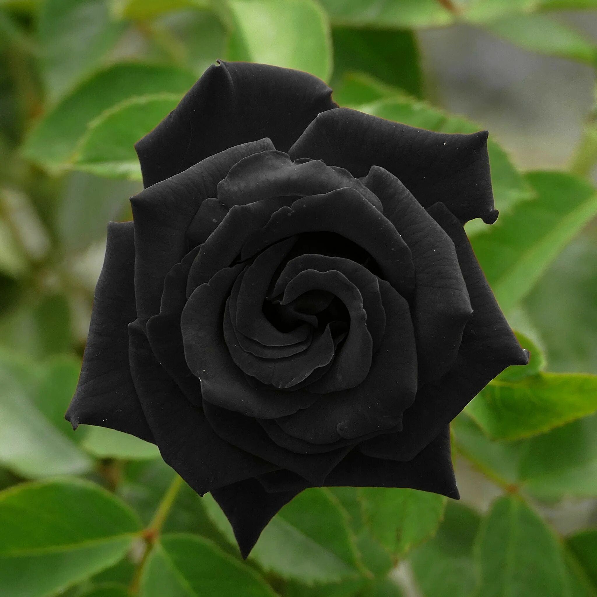 Черные розы Халфети. Сорт розы Халфети.