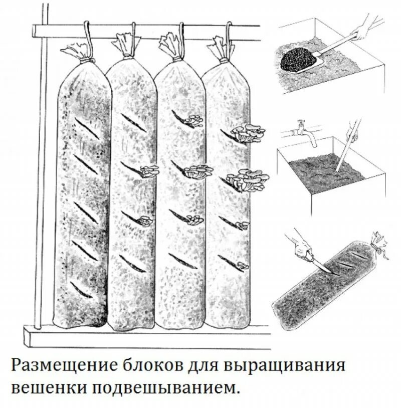 Как посадить вешенки. Выращивание грибов вешенка в домашних условиях. Грибы вешенки в теплице. Грибы вешенка выращивание в домашних условиях в мешках. Грибы вешенка в теплице.