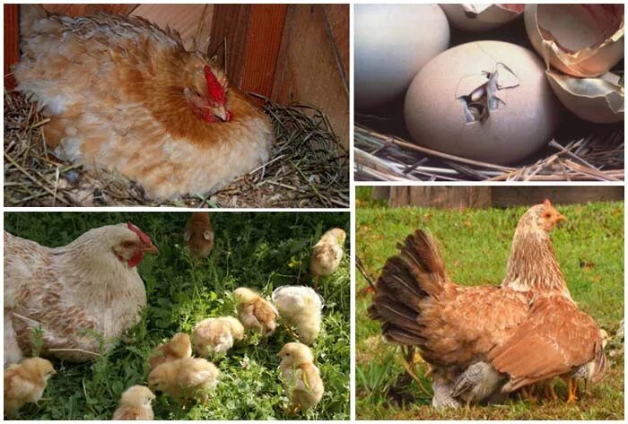Сколько курица высиживает яйца до цыпленка дней. Курочка высиживает яйца. Наседка высиживает цыплят. Курица высиживает цыплят. Клушка высиживает цыплят.
