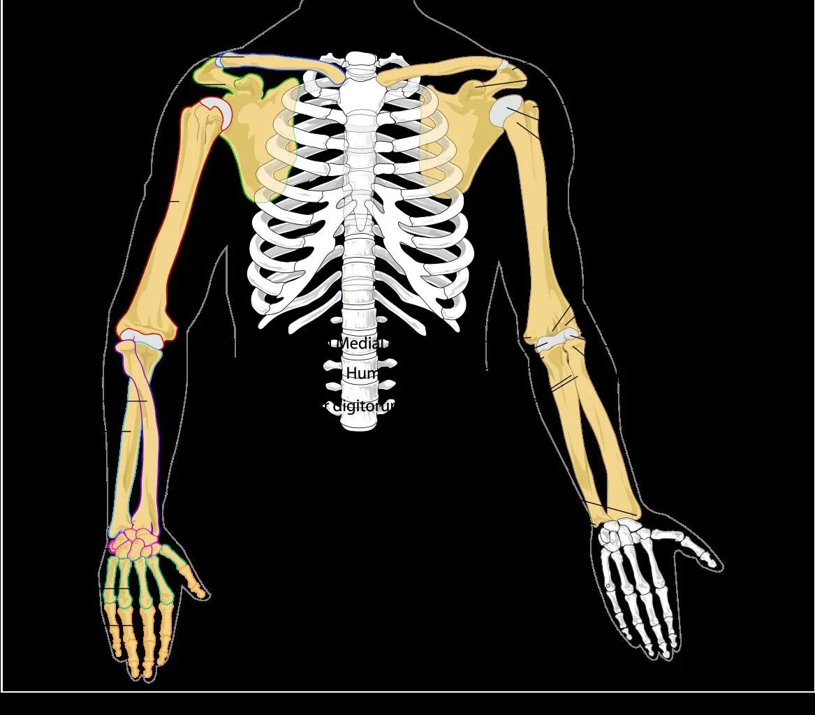 Bones звонок