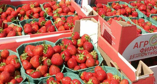 агрофирма 15 лет октября троекурово. агрофирма 15 лет октября. «агрофирма имени 15 лет октября» липецк. агрофирма имени павлова никольск. ооо багау нуримановский район фото.