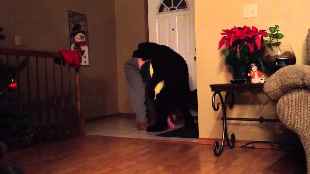 Dog humping. Dog humping. Dog humps girl. Dog humping. Dog humping.