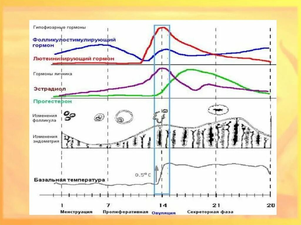Лютеинизирующий и фолликулостимулирующий гормон. Прогестерон и лютеинизирующий гормон. ФСГ И ЛГ В фазы цикла. Соотношение ЛГ И ФСГ В фазах цикла.