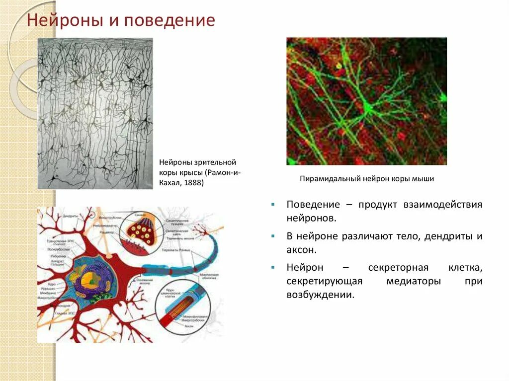 Осуществляет связь между нейронами какой нейрон. Нейроны зрительной коры. Нейрон поведение. Взаимодействие нейронов. В нейроне различают.