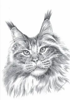 Как нарисовать сибирскую кошку