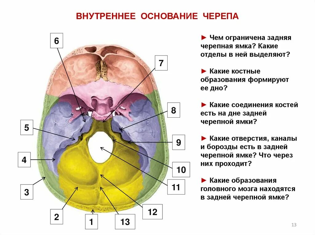 Основание черепа отделы. Внутреннее основание черепа задняя черепная ямка. Основание черепа Черепные ямки. Кости основания черепа анатомия кт. Внутреннее основание черепа (Черепные ямки, отверстия, их содержимое)..