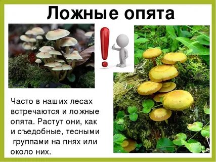 Опята ложные и съедобные отличие