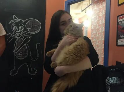 Котокафе новосибирск