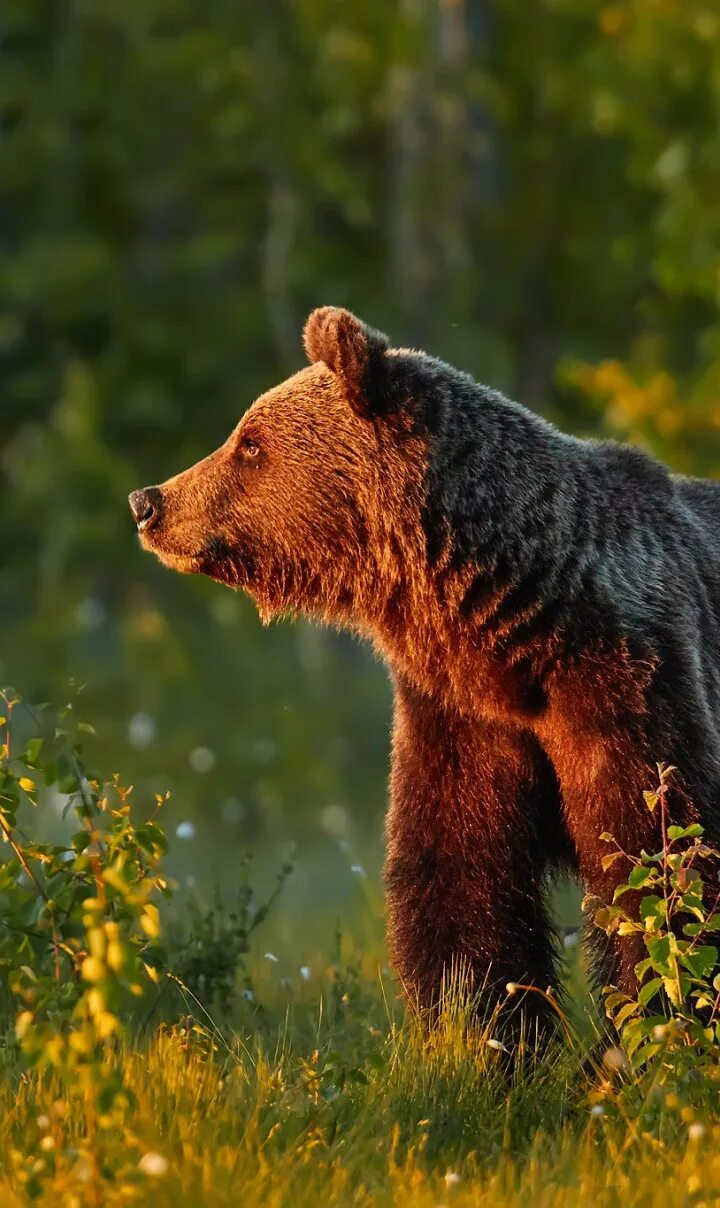 Бурый медведь тело. Гризли североамериканский бурый медведь. Европейский бурый медведь. Бурый медведь сбоку. Бурый медведь в лесу.