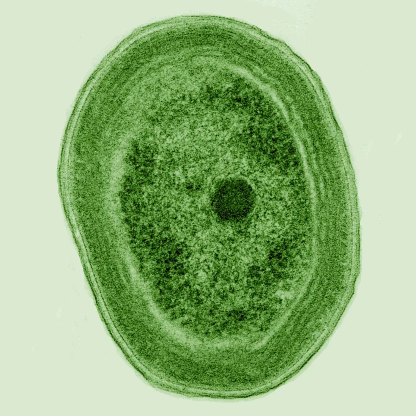 Prochlorococcus Marinus. Цианобактерии Prochlorococcus. Клетка цианобактерии. Цианобактерии фотосинтезирующие микроорганизмы.