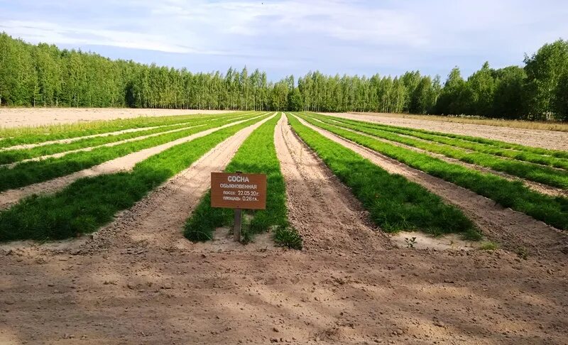 Камышловский плодопитомник огуп. Сельские радости из чувашии питомник. Камышловский плодопитомник огуп. Батырево плодопитомник. Здания и сооружения в лесном питомнике.