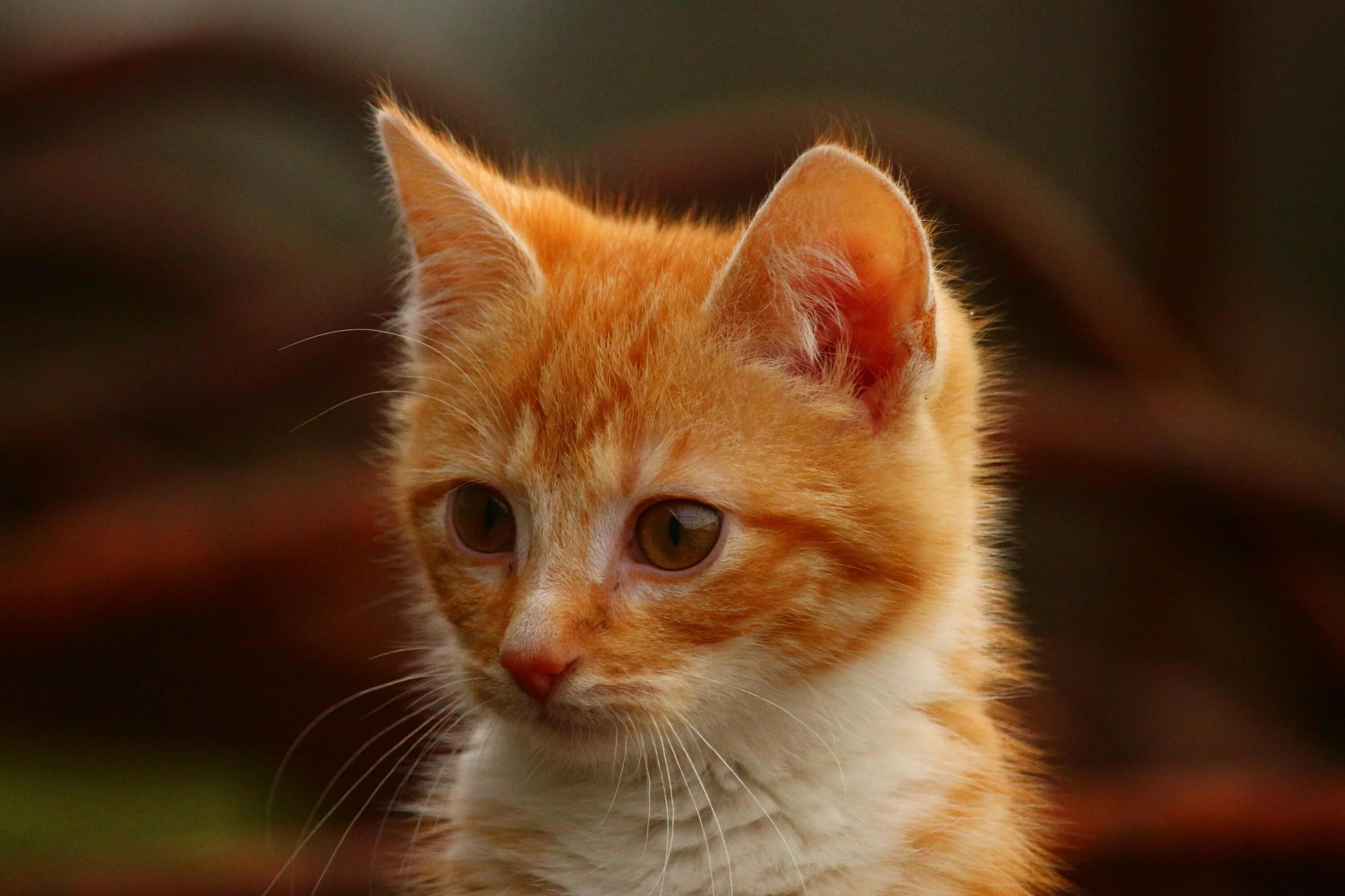 Рыжий котёнок. Рыжие коты. Милые рыжие котята. Котенок оранжевый.