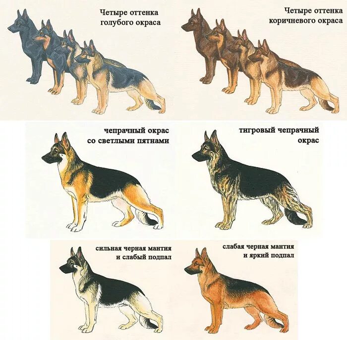 Немецкая овчарка чепрачного окраса. Немецкая овчарка чепрачного окраса короткошерстная. Щенок Восточно - европейской овчарки вид. Немецкая овчарка чепрачного окраса гладкошерстная. Как отличить немецкую