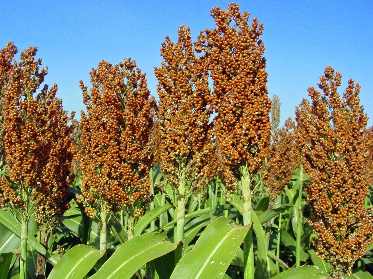 Что делают из сорго. Гаолян сорго. сорго сахарное (sorghum saccharatum). чумиза и сорго. сорго веничное.